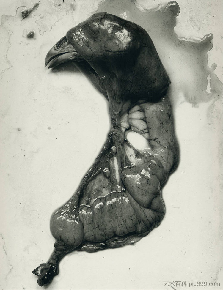 鸡肉零件 Chicken Parts (1939; United States ),弗雷德里克·索默