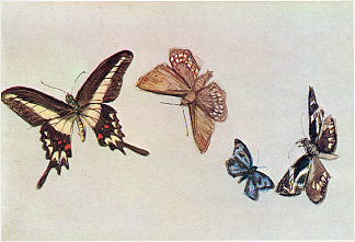 摘自笔记本 哀悼蝴蝶 From the Notebooks Mourning for Butterflies (1906)，藤岛武二
