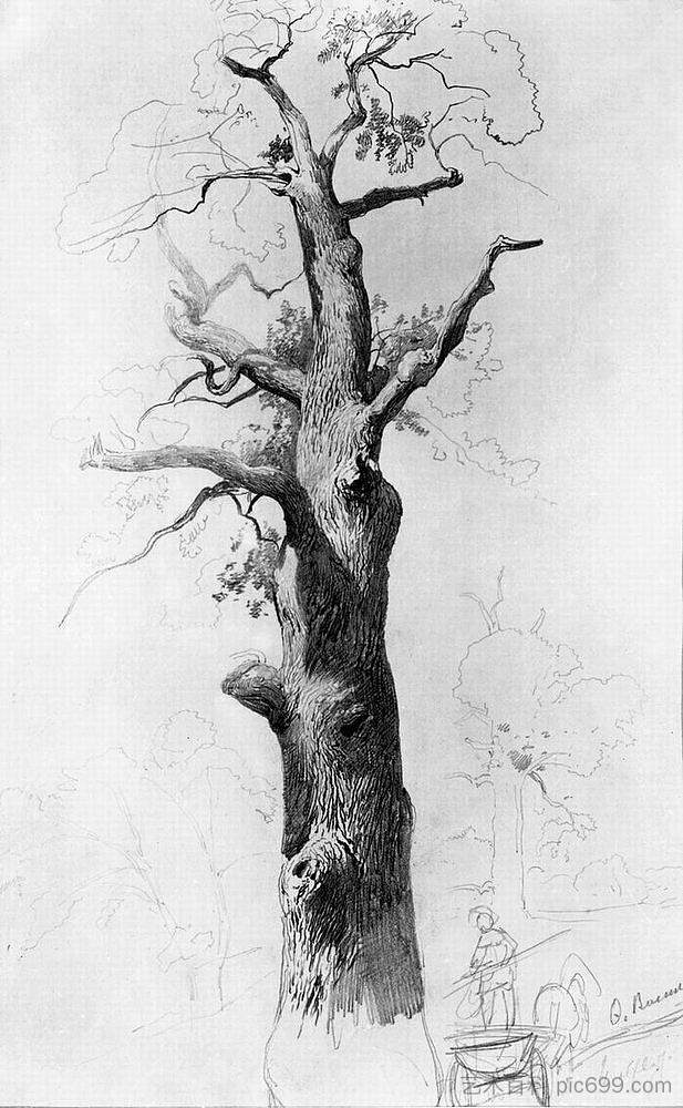 一棵老橡树的树干 The Trunk of an Old Oak (1867 - 1869)，费奥多尔·瓦西里耶夫