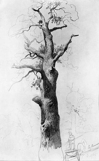 一棵老橡树的树干 The Trunk of an Old Oak (1867 – 1869)，费奥多尔·瓦西里耶夫