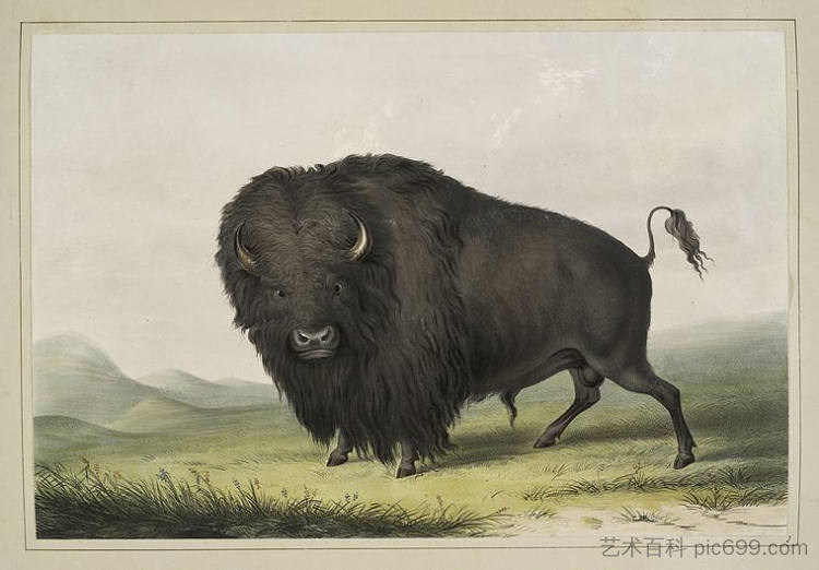 布法罗公牛放牧 Buffalo Bull Grazing (1845)，乔治·卡特林