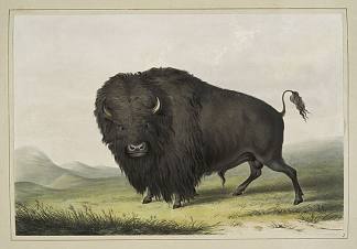 布法罗公牛放牧 Buffalo Bull Grazing (1845)，乔治·卡特林