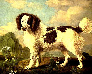 棕色和白色诺福克或水猎犬 Brown and White Norfolk or Water Spaniel (1778)，乔治·斯塔布斯