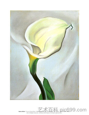 卡拉莉莉转身离开 Calla Lily Turned Away (1923)，乔治亚·奥基夫