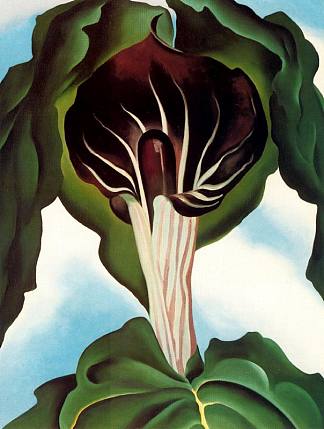 讲坛上的杰克三 Jack-in-the-Pulpit III (1930)，乔治亚·奥基夫