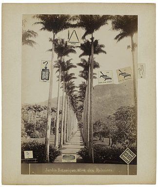 植物园，棕榈树巷 Jardin botanique, allée des palmiers (1970)，盖拉西姆·卢卡