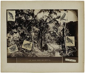 巴西的灌木丛 Un sous-bois au Brésil (1970)，盖拉西姆·卢卡