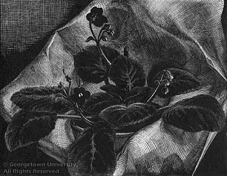 非洲紫罗兰 African Violet (1933)，格雷丝·阿尔比