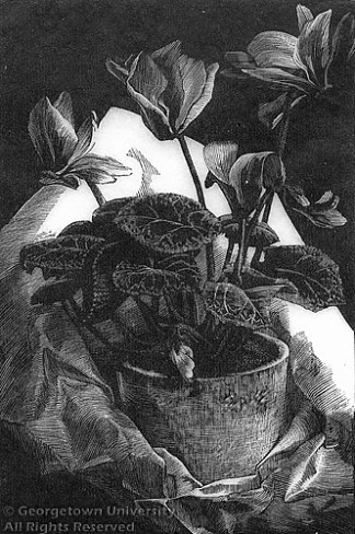 仙客来 Cyclamen (1932)，格雷丝·阿尔比