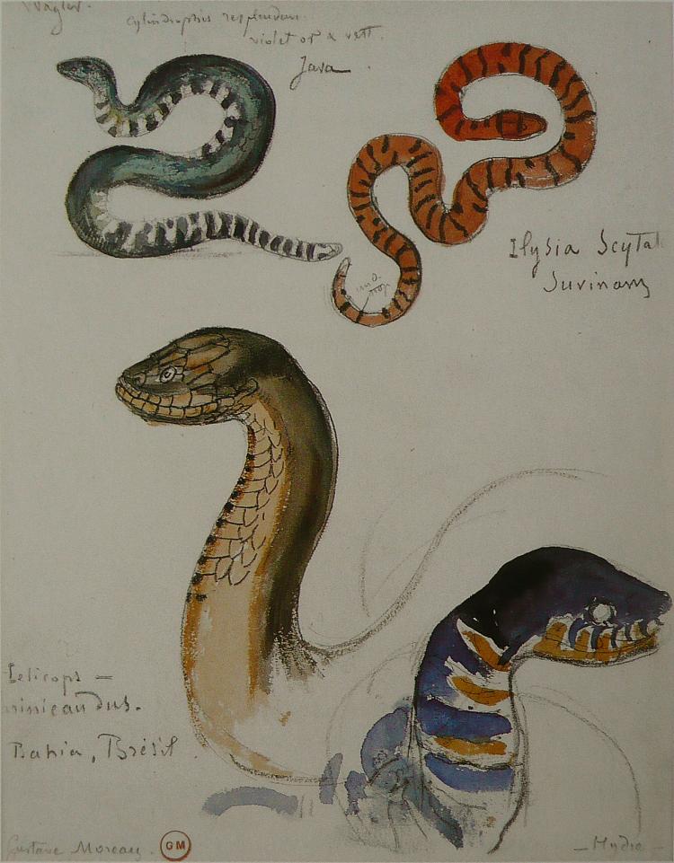 蛇的四项研究 Four studies of snakes，古斯塔夫·莫罗