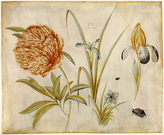 花和甲虫 Flowers and Beetles，汉斯·霍夫曼
