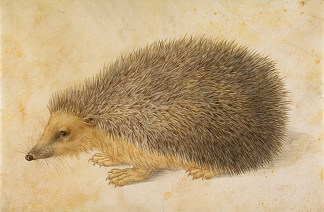 刺猬 Hedgehog (c.1584)，汉斯·霍夫曼