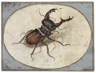锹形甲虫（以阿尔布雷希特·丢勒命名） Hirschkäfer (nach Albrecht Dürer)，汉斯·霍夫曼