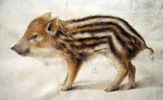 野猪仔猪 A Wild Boar Piglet (1578)，汉斯·霍夫曼