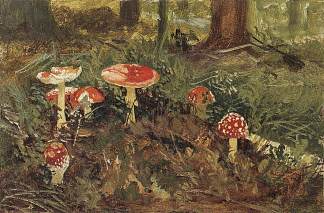 鹅膏菌 Amanita (1878 – 1879)，伊万·希什金