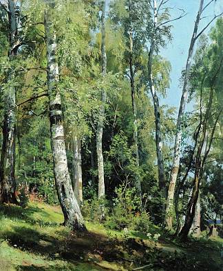 白桦树林 Birch Grove (1896)，伊万·希什金