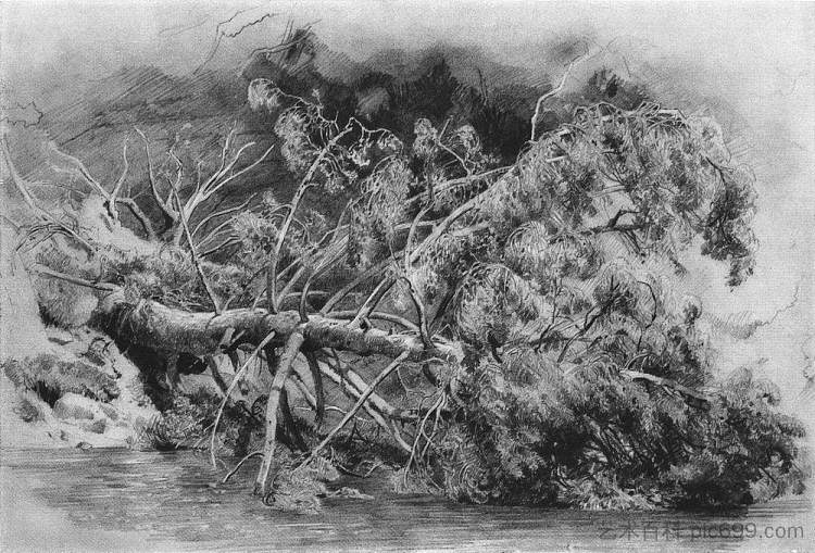 倒下的树。西维尔斯卡娅 Fallen tree. Siverskaya (1879)，伊万·希什金