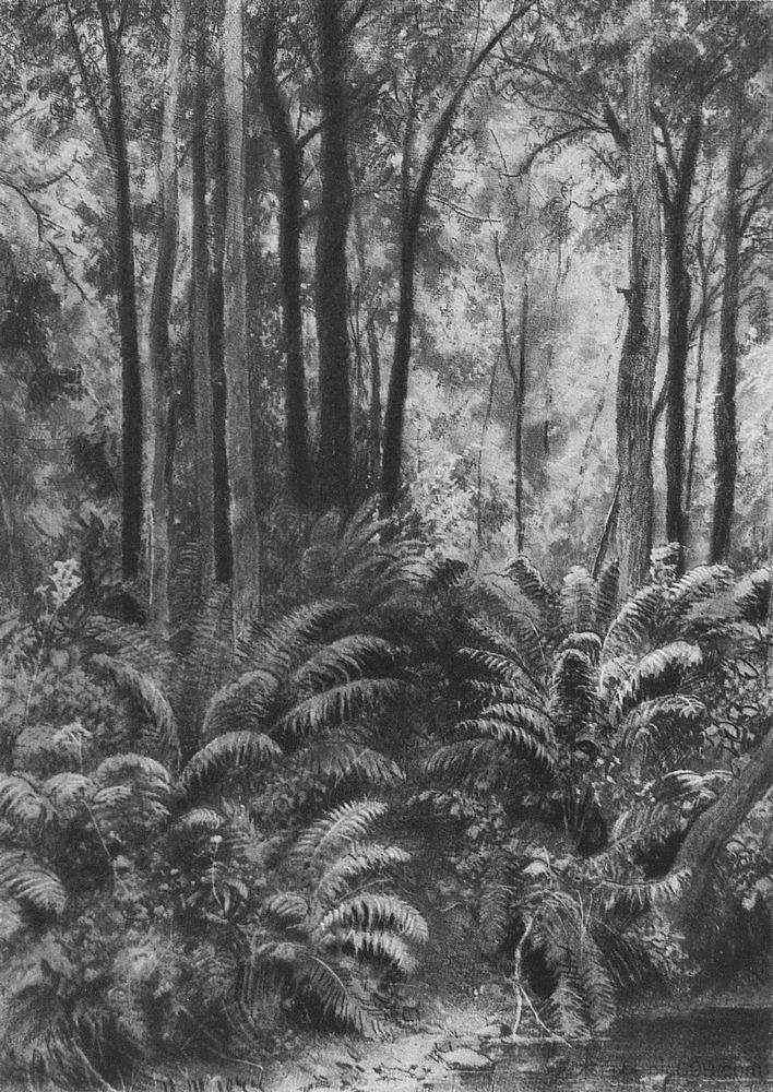 森林中的蕨类植物 Ferns in the forest (1877)，伊万·希什金