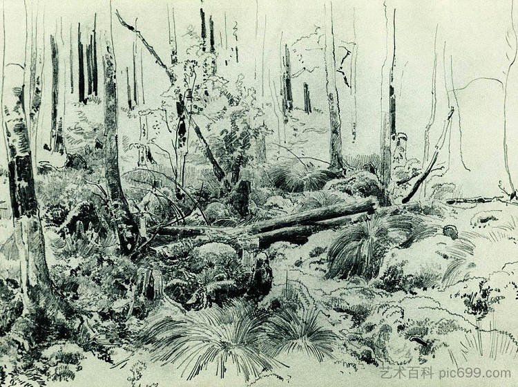 在森林灌木丛中 In the forest thicket，伊万·希什金