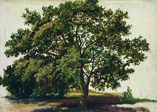 橡 木 Oak (1889)，伊万·希什金