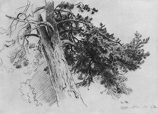 松树树干的一部分。玛丽-豪 Part of the trunk of a pine. Mary-Howe (1890)，伊万·希什金