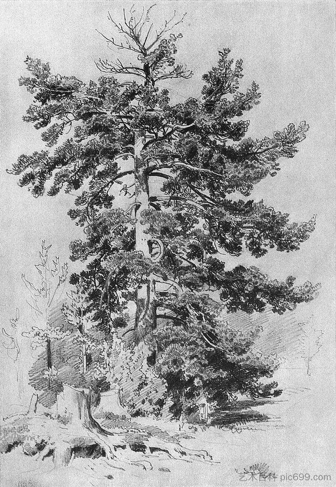 松 Pine (1889)，伊万·希什金