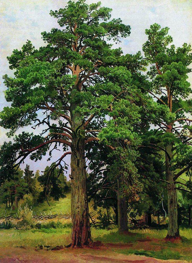 没有太阳的松树。玛丽-豪 Pine without the sun. Mary-Howe (1890)，伊万·希什金