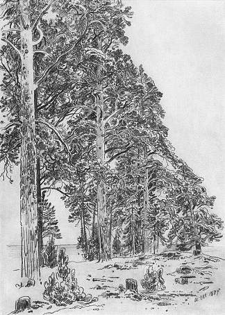 海滩上的松树 Pines on the beach (1877)，伊万·希什金