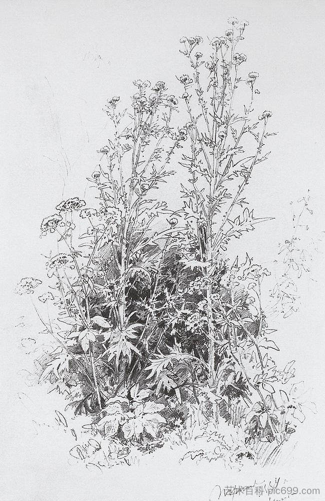 野花 Wildflowers (1884)，伊万·希什金