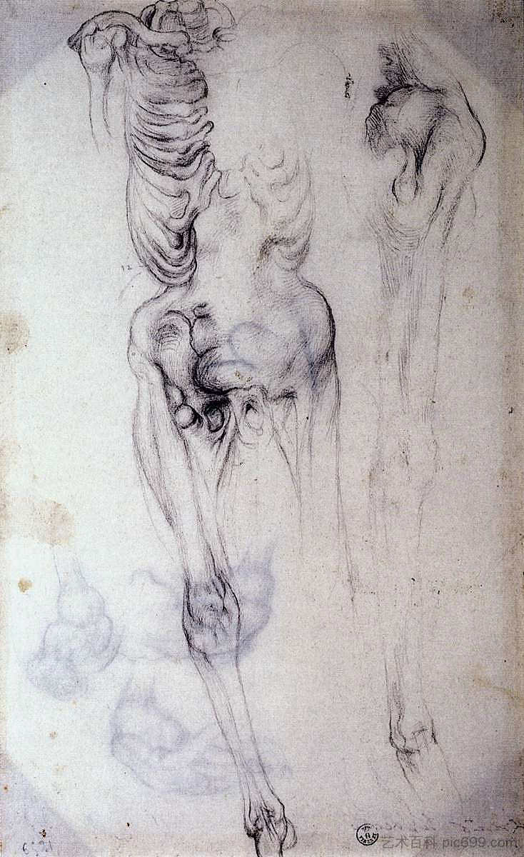 解剖学研究 Anatomical study (c.1550; Italy ),雅各布布·达·蓬托尔莫