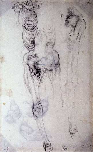 解剖学研究 Anatomical study (c.1550; Italy                     )，雅各布布·达·蓬托尔莫