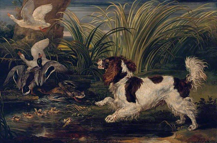 一只吓唬鸭子的猎犬 A Spaniel Frightening Ducks (1821)，詹姆斯·沃德