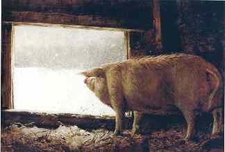 冬猪 Winter Pig (1975; United States                     )，杰米·韦思