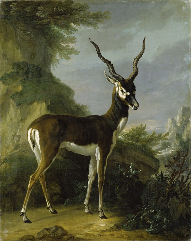 印度黑羚 Indian Blackbuck (1739; Versailles,France ),让·巴普蒂斯特·乌德里
