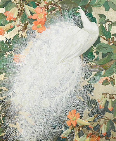 白孔雀 White Peacock，杰西·阿姆斯·博克