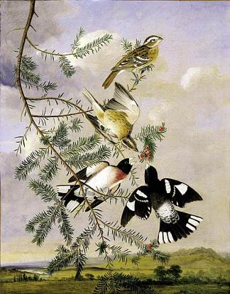 玫瑰胸格罗斯喙 Rose-Breasted Grosbeak (c.1830)，约翰·詹姆斯·奥杜邦