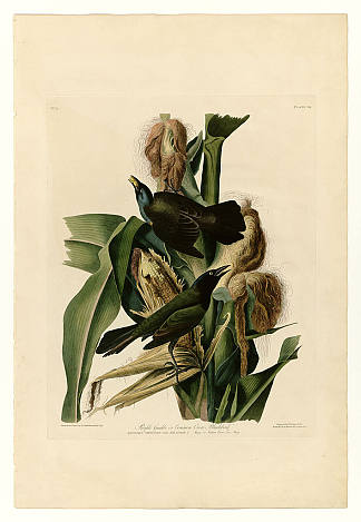 紫鹦鹉 PURPLE GRACKLE (c.1838)，约翰·詹姆斯·奥杜邦