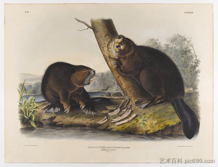 美国海狸 American Beaver (1844)，约翰·詹姆斯·奥杜邦