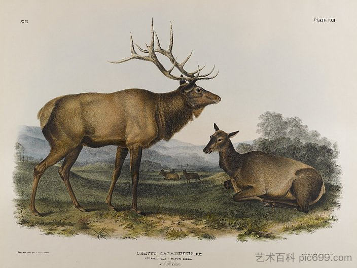 美国麋鹿 American Elk (1845)，约翰·詹姆斯·奥杜邦