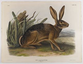 加州野兔 California Hare (1847)，约翰·詹姆斯·奥杜邦