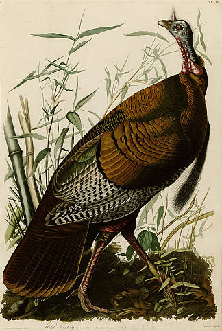 图版 1.火鸡 Plate 1. Wild Turkey，约翰·詹姆斯·奥杜邦