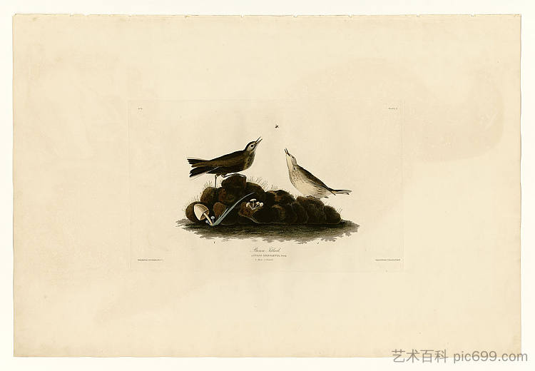 图版 10.棕色云雀 Plate 10. Brown Titlark，约翰·詹姆斯·奥杜邦