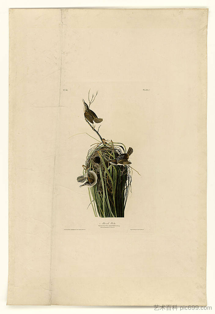 板 100 沼泽鹪鹩 Plate 100 Marsh Wren，约翰·詹姆斯·奥杜邦