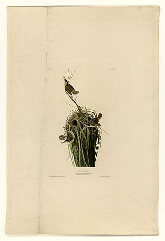 板 100 沼泽鹪鹩 Plate 100 Marsh Wren，约翰·詹姆斯·奥杜邦