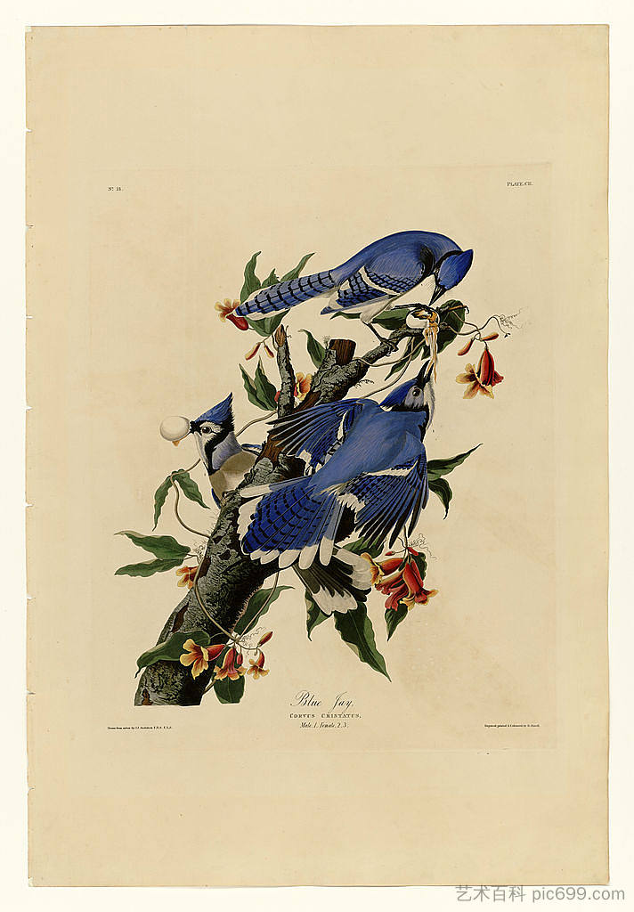 图版 102 蓝鸦 Plate 102 Blue Jay，约翰·詹姆斯·奥杜邦