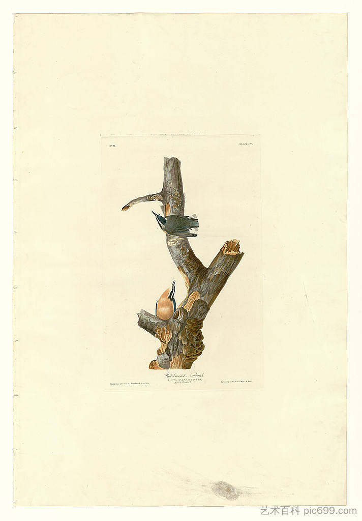 图版 105 红胸海螺 Plate 105 Red-breasted Nuthatch，约翰·詹姆斯·奥杜邦