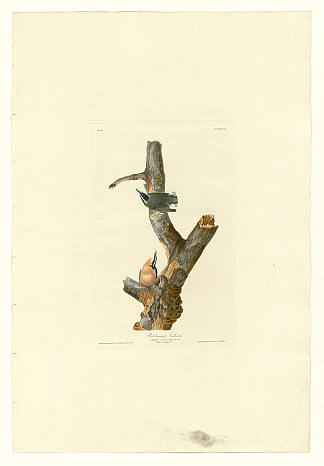 图版 105 红胸海螺 Plate 105 Red-breasted Nuthatch，约翰·詹姆斯·奥杜邦