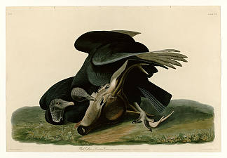 图版 106 黑秃鹫或腐尸乌鸦 Plate 106 Black Vulture or Carrion Crow，约翰·詹姆斯·奥杜邦