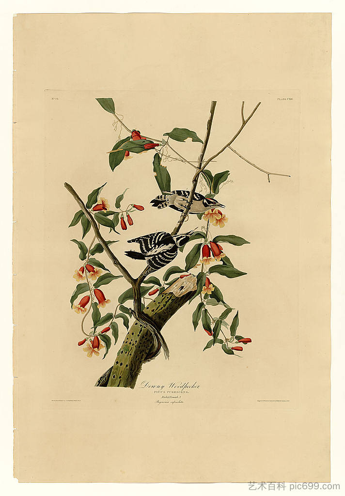 图版 112 绒毛啄木鸟 Plate 112 Downy Woodpecker，约翰·詹姆斯·奥杜邦