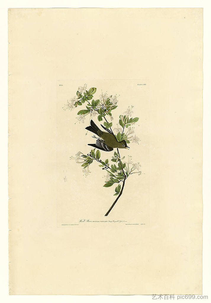 图版 115 木皮 Plate 115 Wood Pewee，约翰·詹姆斯·奥杜邦